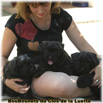 bouvier des flandres photo chiot - Elevage Clos Luette -  COPYRIGHT DEPOSE